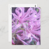 Roze Nerines Briefkaart (Voorkant / Achterkant)