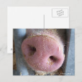 Roze neus Varkenshaar dicht foto Briefkaart (Voorkant / Achterkant)