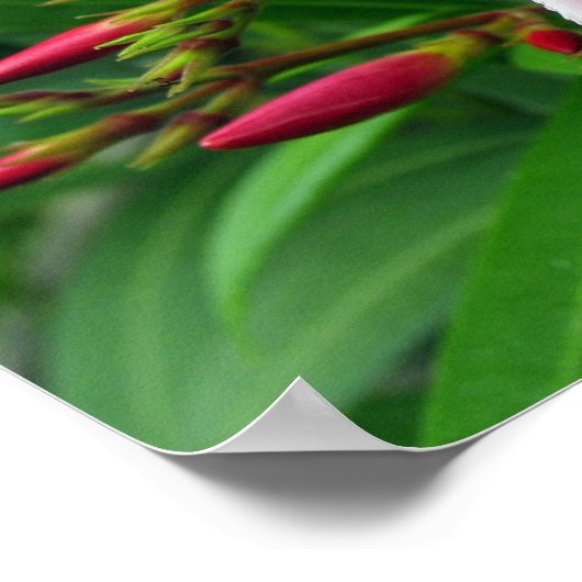 roze oleander poster (Hoek)