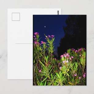 Roze Oleander 's Nachts Briefkaart
