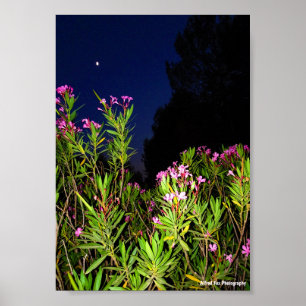 Roze Oleander 's Nachts Poster