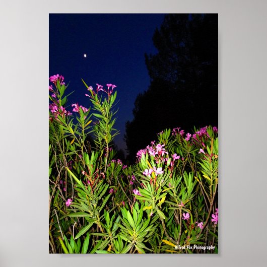 Roze Oleander 's Nachts Poster (Voorkant)