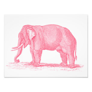  roze olifant 1800s Illustratie olifanten Foto Afdruk