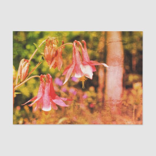 Roze  ontkoppeling van Columbine Flowers Tissuepapier (Voorkant)