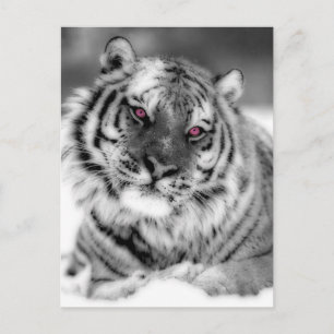 Roze Oogtijger Briefkaart