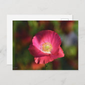 Roze oppy in de Sunshine Foto Briefkaart (Voorkant / Achterkant)