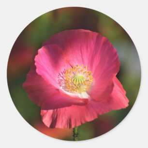 Roze oppy in de Sunshine Foto Ronde Sticker