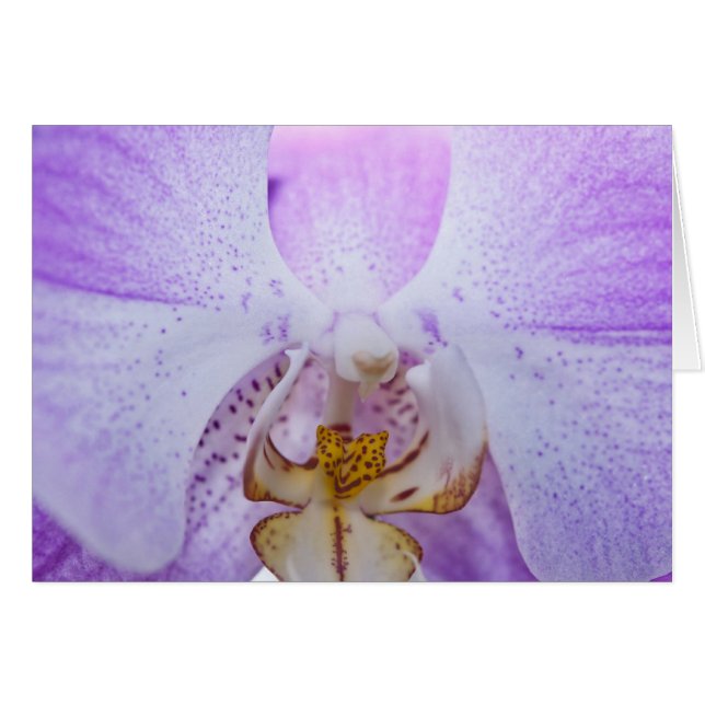 Roze Orchid (Voorkant Horizontaal)