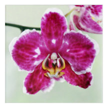 Roze Orchid