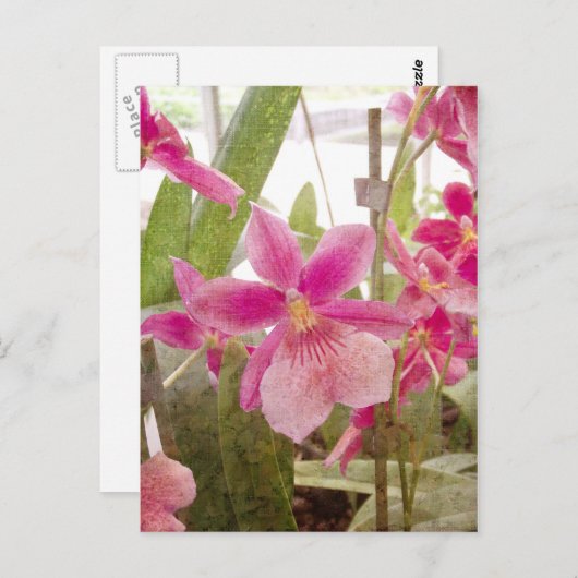 Roze Orchid Briefkaart (Voorkant / Achterkant)