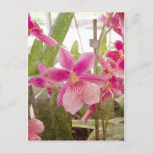 Roze Orchid Briefkaart