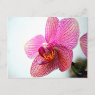 Roze Orchid Briefkaart