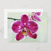 Roze Orchid Briefkaart (Voorkant / Achterkant)