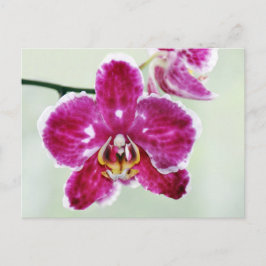 Roze Orchid Briefkaart