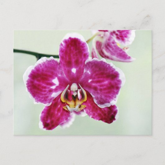 Roze Orchid Briefkaart (Voorkant)