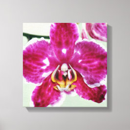 Roze Orchid Canvas Afdruk