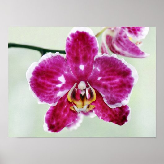 Roze Orchid Poster (Voorkant)
