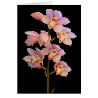 Roze orchidebloem