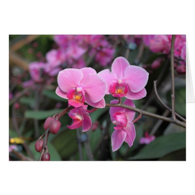  roze orchidebloemen (Voorkant Horizontaal)