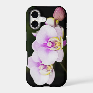 Roze Orchidee