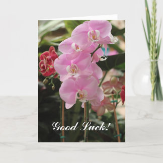 Roze Orchidee bloeit Kaart
