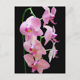 Roze orchidee briefkaart