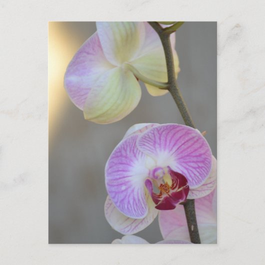Roze orchidee Briefkaart (Voorkant)