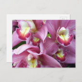 Roze orchidee Briefkaart (Voorkant / Achterkant)