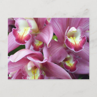 Roze orchidee Briefkaart