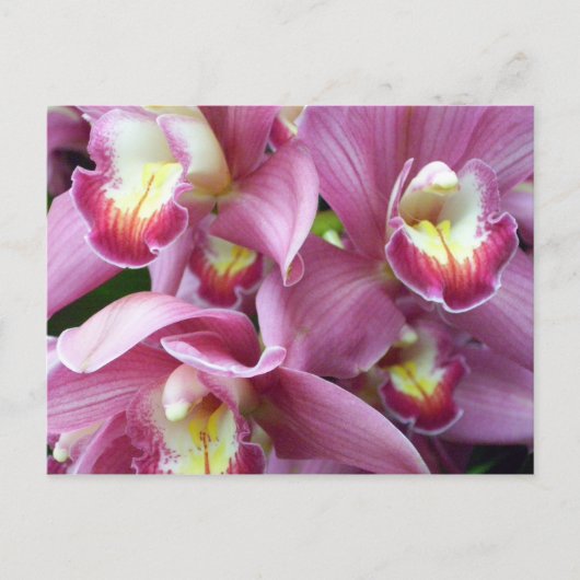 Roze orchidee Briefkaart (Voorkant)