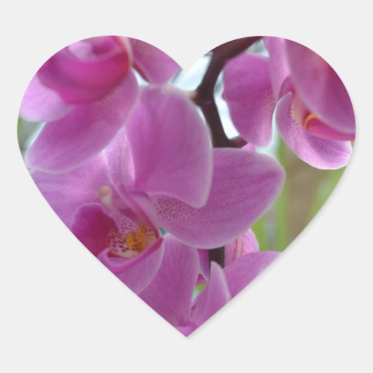 Roze Orchidee Harten Hart Sticker (Voorkant)