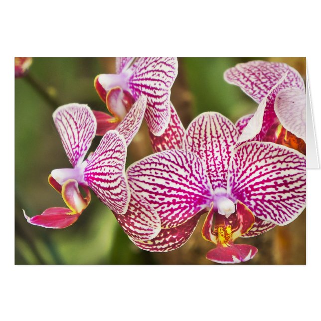 Roze orchideeën (Voorkant Horizontaal)
