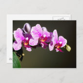 Roze orchideeën briefkaart (Voorkant / Achterkant)