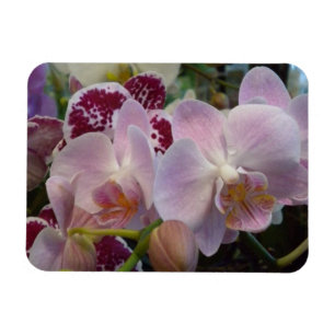 Roze orchideeën Magnet Magneet