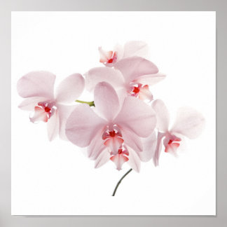 Roze orchideeën poster