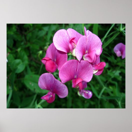 Roze orchideeën poster (Voorkant)