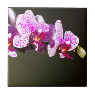 Roze orchideeën, romantische tropische floraal tegeltje