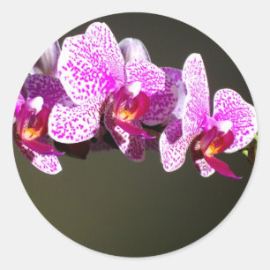 Roze orchideeën ronde sticker