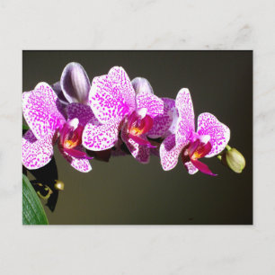 Roze orchideeën, roze tropische bloemen briefkaart