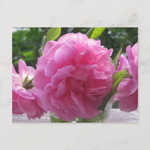 Roze oude gefaseerde Rozen Briefkaart