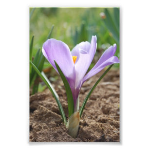 Roze Paarse crocus vernus Foto Afdruk