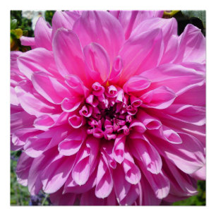 Roze Paarse Dhalia Bloemvaten Posters Perfect Poster