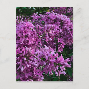 Roze paarse lilacs   roze roze foto briefkaart