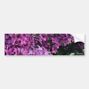 Roze paarse lilacs   roze roze foto bumpersticker