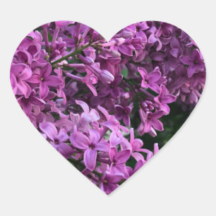 Roze paarse lilacs roze roze foto hart sticker