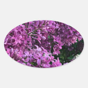 Roze paarse lilacs roze roze foto ovale sticker