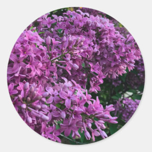 Roze paarse lilacs roze roze foto ronde sticker