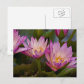 Roze Paarse lileuzen briefkaart (Voorkant / Achterkant)