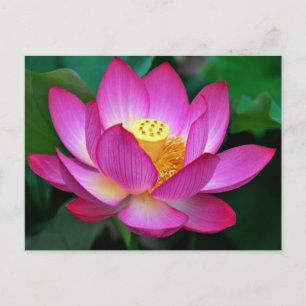 Roze Paarse Lotus Bloem Blank Bloemen Briefkaart