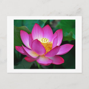 Roze Paarse Lotus Flower Blank Florence Briefkaart